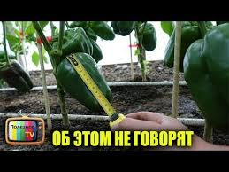 можно ли сажать помидоры по два в лунку видео Smotri Poka Ne Udalili Sekrety Gigantskogo Urozhaya Percev Ob Etom Ne Govoryat Youtube Vyrashivanie Perca Vyrashivanie Ovoshej Vyrashivanie Tomatov