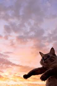 Mel Cat Via 500px Photo Sky By Minae Kawada Funny Cat Wallpaper Cat Aesthetic Cute Cat Wallpaper