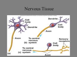 Receive sensations from outside and inside the body. Nervous Tissue Ppt Video Online Download