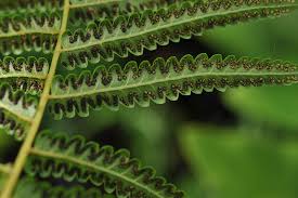 Image result for Cyclosorus interruptus