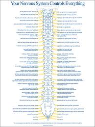 Spinal Nerve Chart