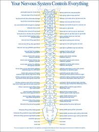 Spinal Nerve Chart