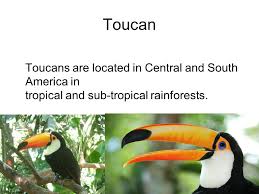 Tropical rainforests form a lush, green band around the equator between the two latitudinal lines of the tropics of cancer and capricorn. Rainforest Animals Toucan Toucans Are Located In Central And South America In Tropical And Sub Tropical Rainforests Ppt Download
