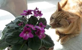 To keep your pets safe. How To Choose Cat Friendly Plants For Your House Pethelpful