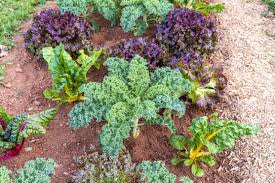 Maybe you would like to learn more about one of these? How To Grow Kale