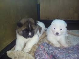 Check spelling or type a new query. Stunning Akita Puppies Bethlehem Dogs Puppies Public Ads 49335