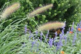 The female's flash is a beacon to males in the area, which twinkle at them in return. How To Attract Fireflies Or Lightning Bugs To Your Garden Gardening Channel
