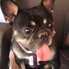 We did not find results for: Mis Hijos French Bulldogs In Illinois Home Facebook