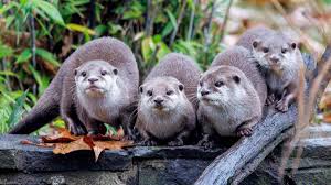 Jogger Injured After Being Attacked by a Pack of Wild Otters - Mens Journal