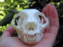 Cat Skull With A Divided Infraorbital Foramen Bonecollecting Dictionary of unfamiliar words by diagram group copyright © 2008 by diagram visual. reddit