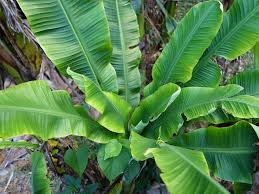 The insect pests mostly observed are root stock/rhizome weevil (cosmopolites sordidus) , stem borer (odioporus longicollis), thrips, banana beetle ( nodostoma subcostatum), banana aphid (pentalonia nigronervosa) and nematodes. Banana Bunchy Top Virus Agdia Emea
