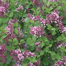 Maybe you would like to learn more about one of these? Bloomerang Dwarf Purple Reblooming Lilac Syringa X Proven Winners