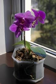 In nature, orchids grow from the equator to the arctic. Growing Orchids On A Windowsill What Are The Best Windowsill Orchids