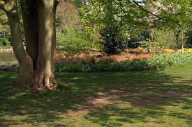 Use a trowel or digging knife, rather than a large shovel. Plants For Under Trees Rhs Gardening