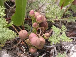 Image result for Ipomoea pes-caprae