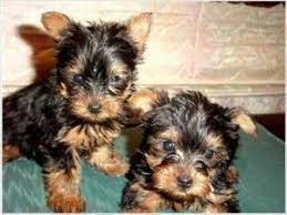 Yorkie puppies, in general, are delightful characters, and are lively, entertaining, and very loyal. Top Quality Yorkie Puppies For Free Adoption Brick Nj Asnclassifieds Yorkie Puppy Teacup Yorkie Puppy Teacup Yorkie