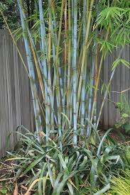 Black Bamboo Plants For Sale Ireland Himalayacalamus Hookerianus Bill Teague Black Bamboo Plant Bamboo Plants Bamboo Tree