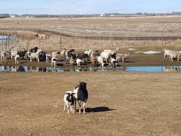 Quickly find aquariums, zoo & petting farms near me. Farms And Petting Zoos In And Around Edmonton To Do Canada