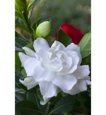 Maybe you would like to learn more about one of these? Iamqatar Details