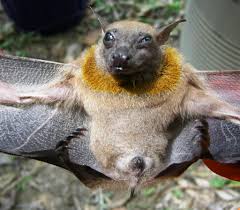 Image result for Lotononis angolensis