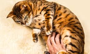 So, next time your cat rubs against your legs, or nuzzles their face on your cheek, rest assured they're only nourishing a stronger relationship with you (just as we thought!). There S A Legit Scientific Reason Why Cats Hate Belly Rubs Science