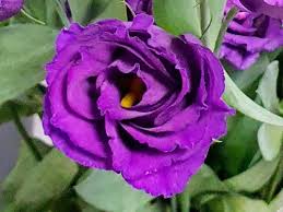 Image result for eustoma lisianthus in garden