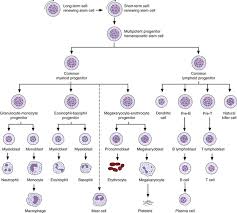 leukocyte development kinetics and functions oncohema key