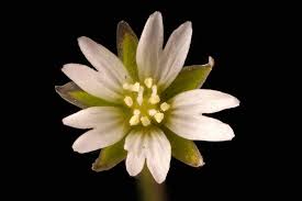 Image result for Cerastium afromontanum