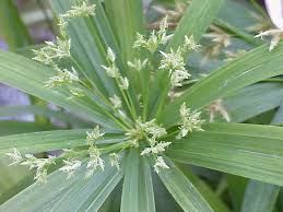 Image result for Cyperus dubius