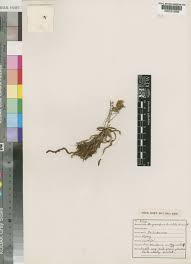 Image result for Angraecopsis parviflora