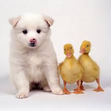 Lovely Puppy Duckies Ipad Wallpaper Cute Animals Funny Animals Animals Friends