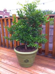 Maybe you would like to learn more about one of these? Key Lime Tree Won T Bear Fruit
