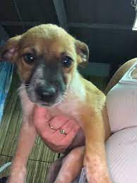 Puppies For Sale Cattle X Border Collie X Kelpie Dogs Puppies Gumtree Australia Brisbane North West Arana Hi Puppies Dogs And Puppies Puppies For Sale