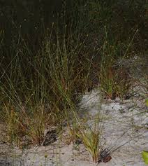 Image result for Xyris anceps