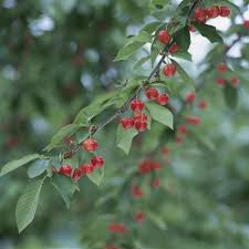Les arbres fruitiers sont un merveilleux ajout à toute cour ou jardin. Arbre Qui Fleurit En Mars Liste Ooreka