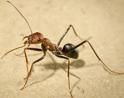 قرصة النمل الاسود الصغير للصف الثاني
