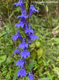 Image result for Lobelia inconspicua