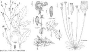 Image result for Sonchus schweinfurthii