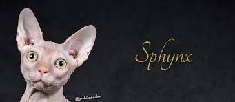 Box 502, galloway, oh 43119 rescue helping to find loving homes for cats. Sphynx The Cat Fanciers Association Inc
