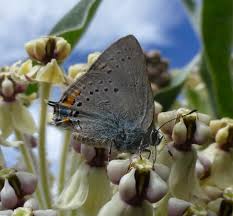 Image result for Psychotria articulata