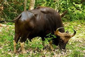 Guar Hint Bizonu Boga