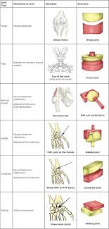 Joints Infogram Charts Infographics Anatomy