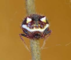 Image result for Poecilostachys