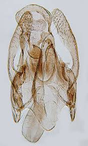 Image result for Scrobipalpula diffluella