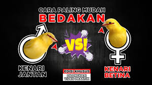 Check spelling or type a new query. Ternyata Ini Cara Paling Mudah Dan Akurat Bedakan Kenari Jantan Dan Betina Paud Dan Dewasa Youtube