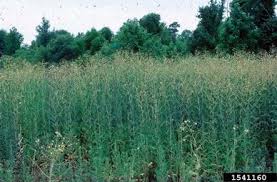 Image result for Launaea cornuta