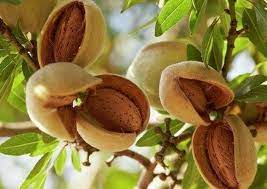 Bitter Almond Tree 10 Seeds Prunus Dulcis Var Amara Etsy In 2021 Almond Benefits Health Benefits Of Almonds Almond Tree
