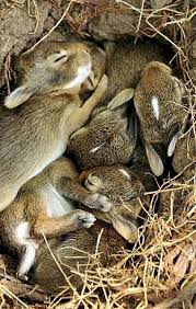 What To Do If You Find A Wild Baby Bunny Or Nest In 2020 Animals Beautiful Cute Animals Animals