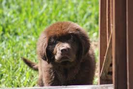 Why buy a newfoundland puppy for sale if you can adopt and save a life? Beautiful Brown Newfoundland Puppy For Sale In Tampa Florida Classified Americanlisted Com