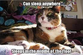 Epic Cat Meme Slapcaption Com Cat Memes Cats Cute Animals